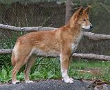 Australian Dingo 9Y209D-268